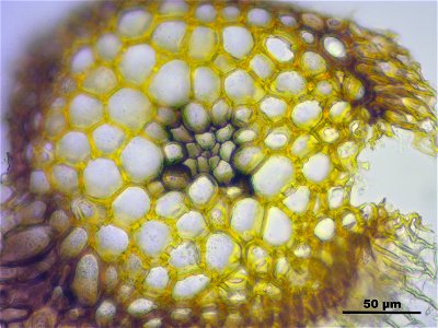 Leucobryum juniperoideum