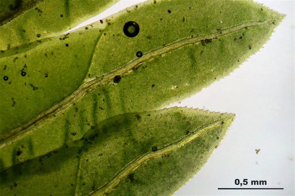 Fissidens dubius