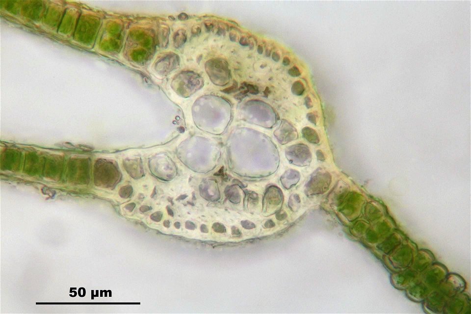 Fissidens dubius