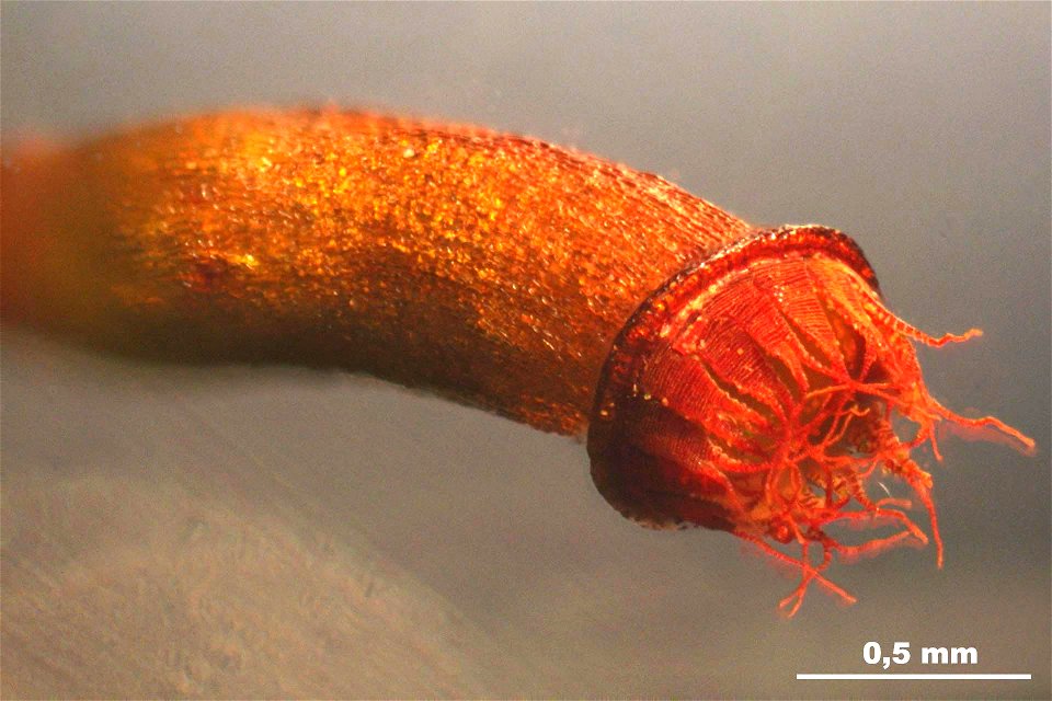 Fissidens dubius