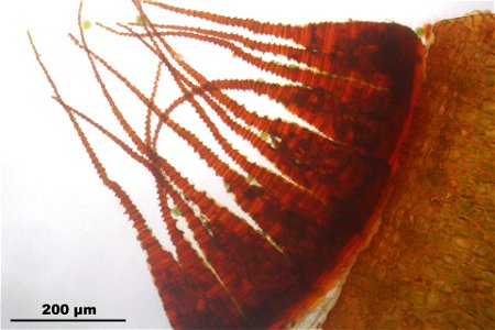 Fissidens dubius