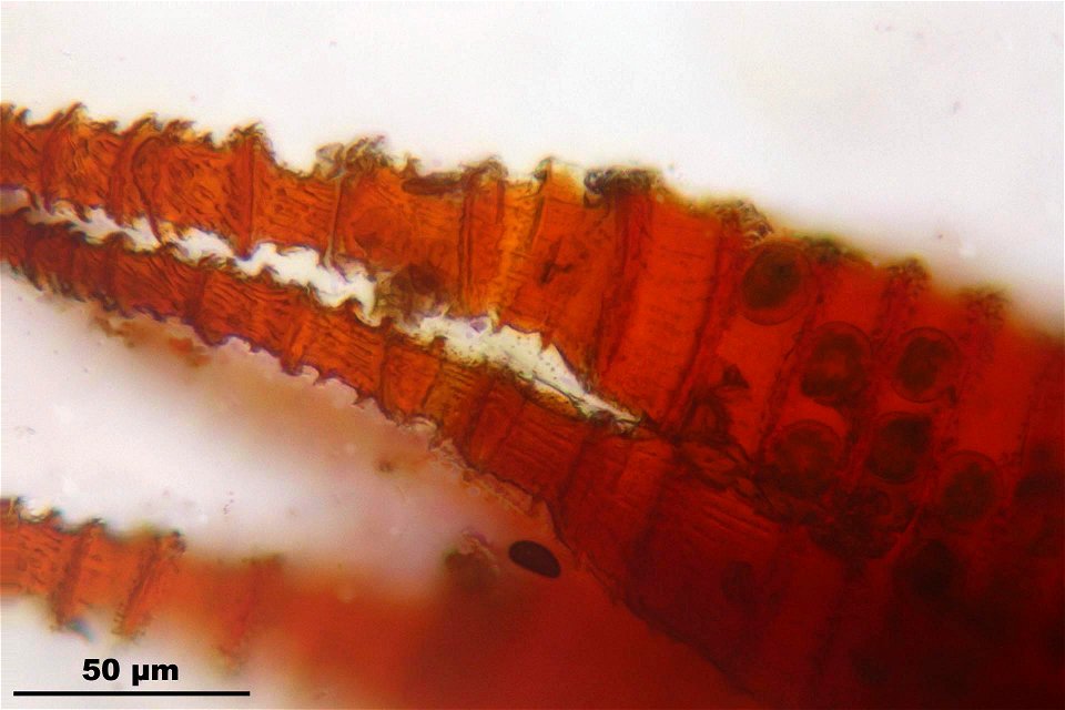 Fissidens dubius