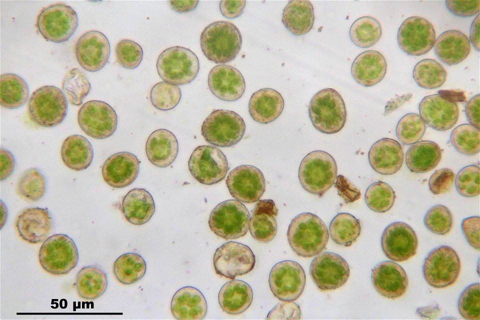 Fissidens dubius