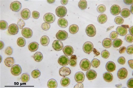 Fissidens dubius