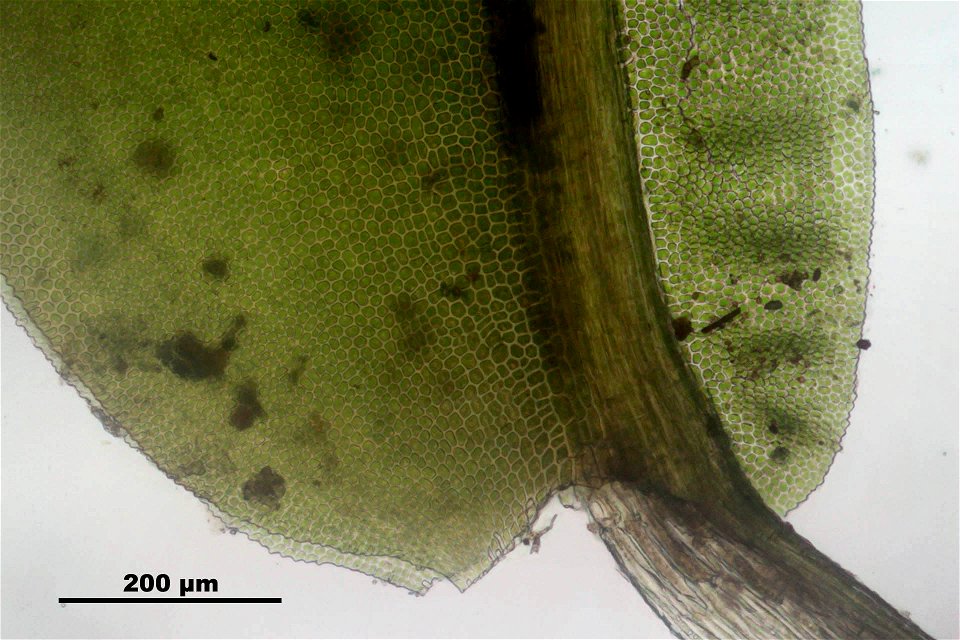 Fissidens dubius