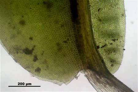 Fissidens dubius