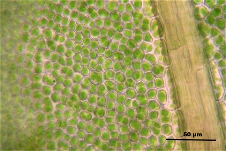 Fissidens dubius