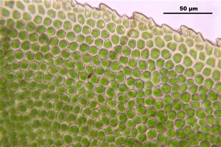 Fissidens dubius