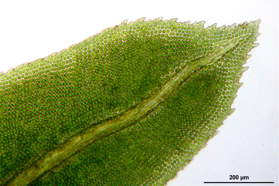 Fissidens dubius