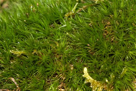 Dicranum viride