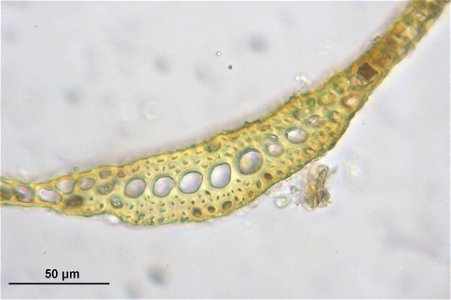 Dicranum viride