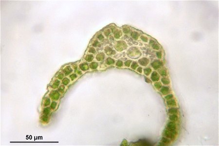 Dicranum viride
