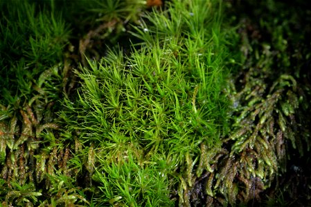Dicranum viride