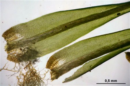 Dicranum viride