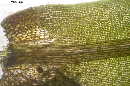 Dicranum viride