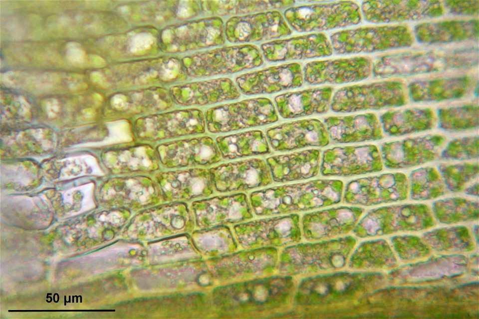 Dicranum viride