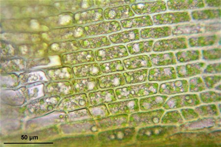 Dicranum viride