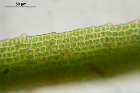Dicranum viride