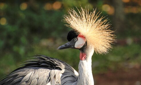 Bird feather colorful photo