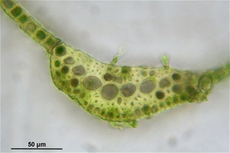Dicranum viride
