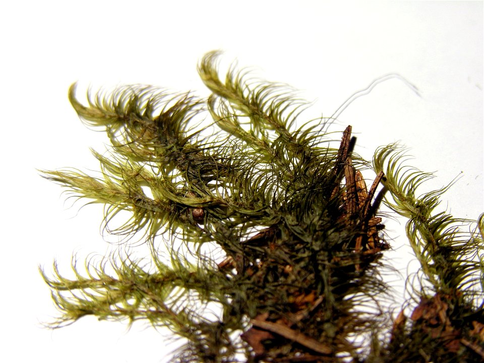 Dicranum.majus resize