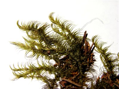 Dicranum.majus resize