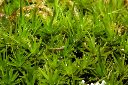 Dicranum viride
