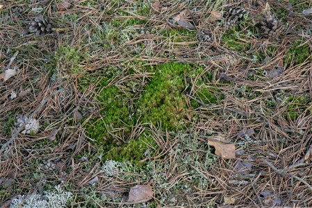 Dicranum spurium