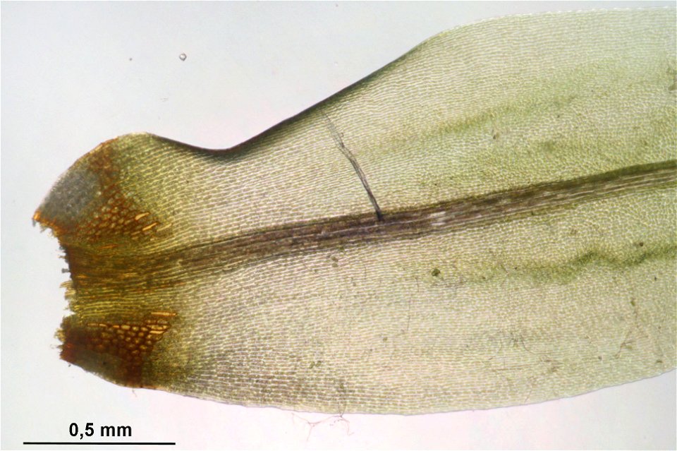 Dicranum spurium