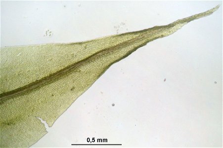 Dicranum spurium