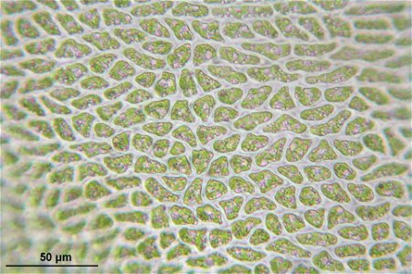 Dicranum spurium