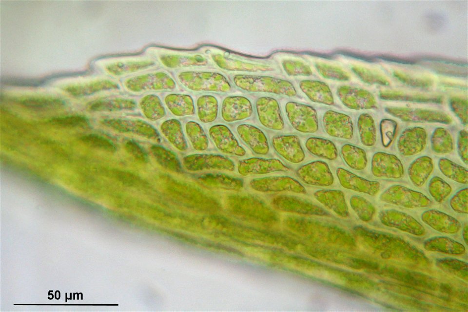 Dicranum spurium