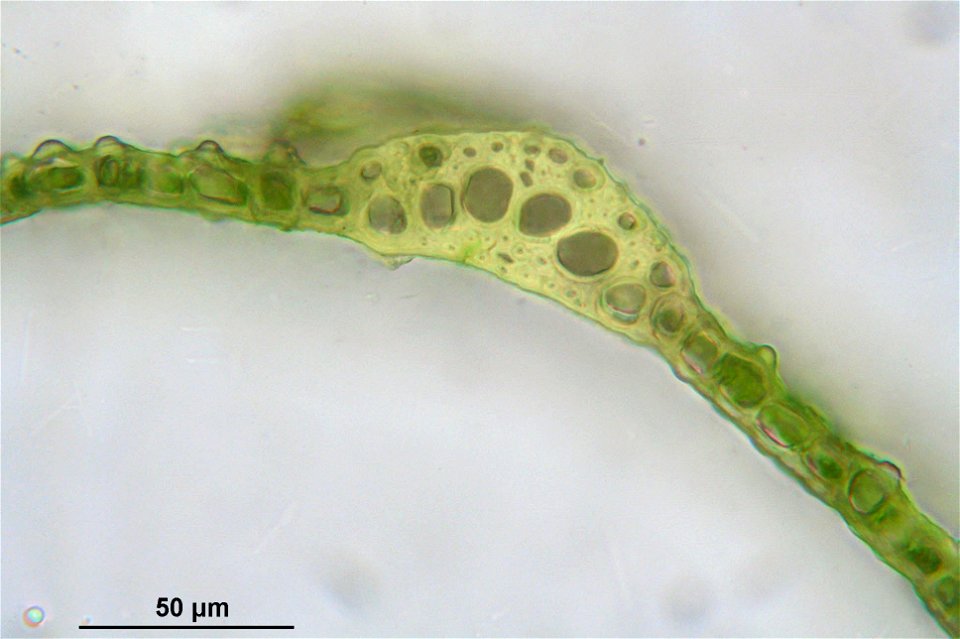 Dicranum spurium