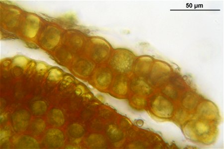 Dicranum spurium