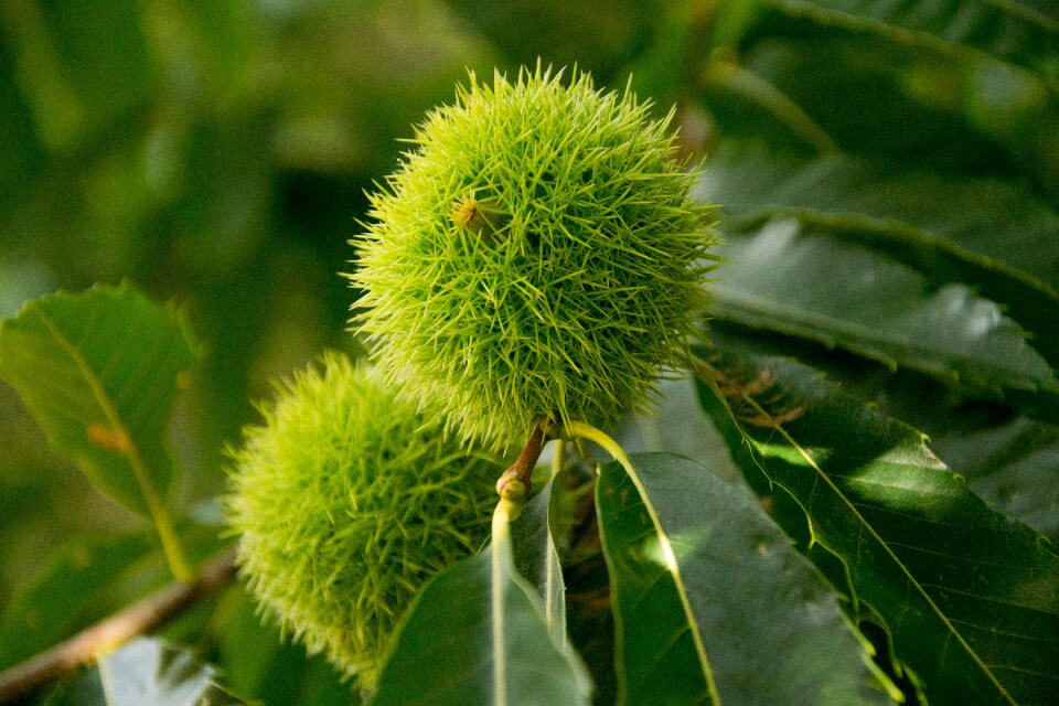 Nature fruit thorny