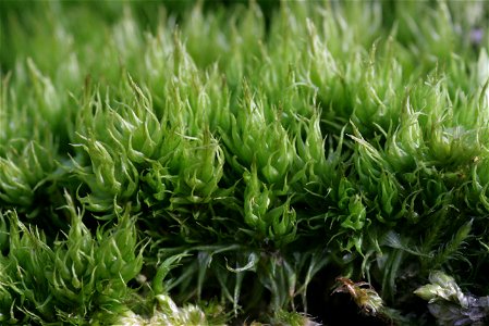 Dicranum spurium