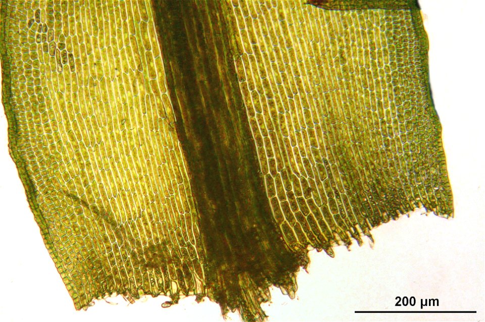 Dichodontium pellucidum