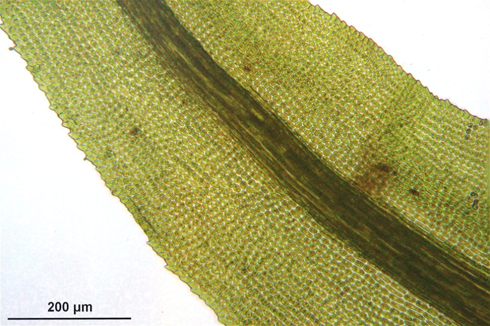 Dichodontium pellucidum