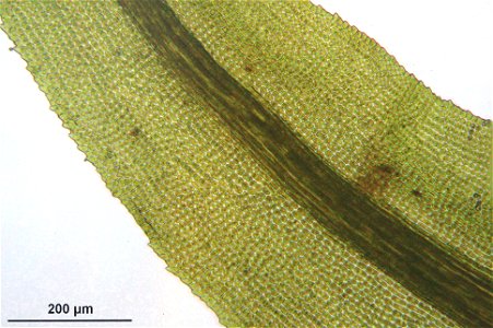 Dichodontium pellucidum
