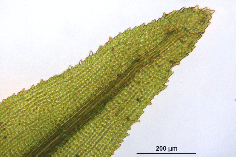 Dichodontium pellucidum