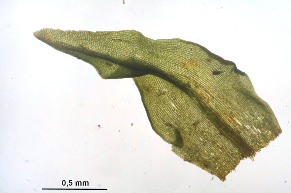 Dichodontium pellucidum