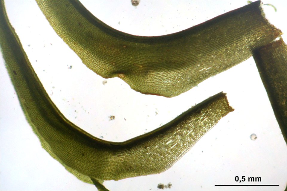 Dichodontium pellucidum