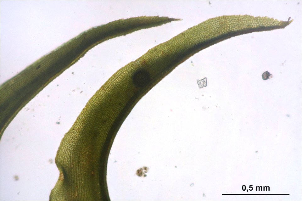 Dichodontium pellucidum