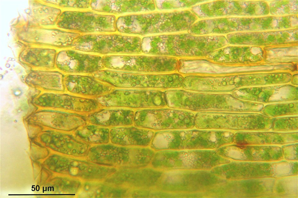 Dichodontium pellucidum