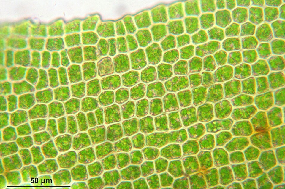 Dichodontium pellucidum