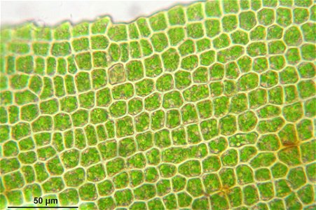 Dichodontium pellucidum