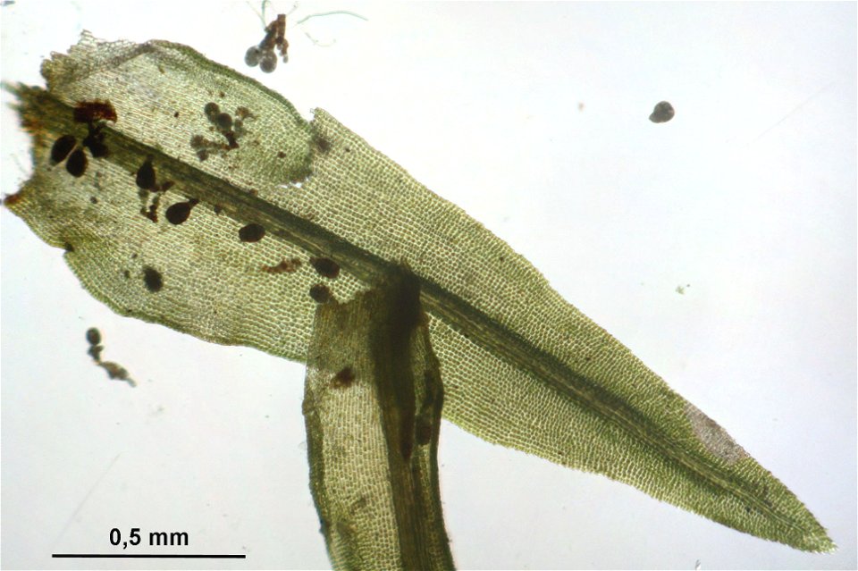 Dichodontium pellucidum