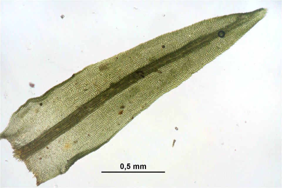 Dichodontium pellucidum