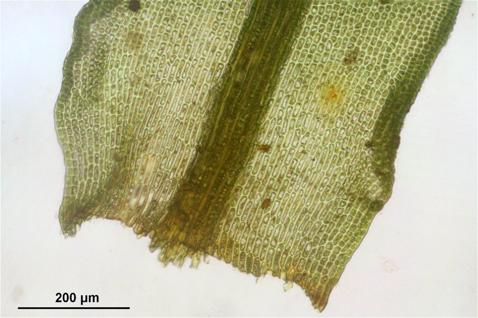 Dichodontium pellucidum