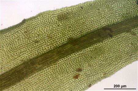 Dichodontium pellucidum